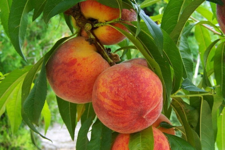 Honigpfirsich – MINIATUR: Warum man ihn pflanzen sollte und welche gesundheitlichen Vorteile er bietet