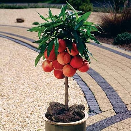 Honigpfirsich – MINIATUR: Warum man ihn pflanzen sollte und welche gesundheitlichen Vorteile er bietet