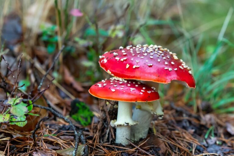 Der Trend um den Fliegenpilz: Hintergründe und Fakten